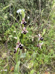 Ophrys reinholdii