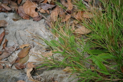 Pogonatherum paniceum