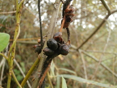 Cuscuta europaea