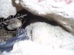 Pituophis melanoleucus