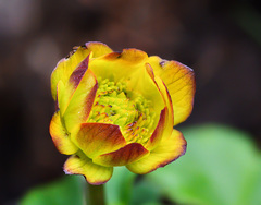Trollius dschungaricus