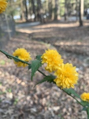 Kerria japonica
