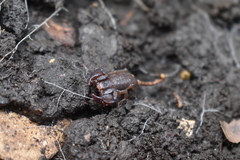 Euscorpius mingrelicus