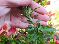 Esterhazya splendida