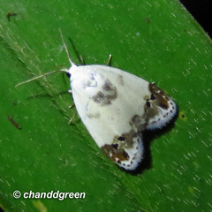 Neoduma kuangtungensis