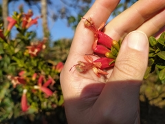 Esterhazya splendida