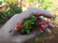 Esterhazya splendida