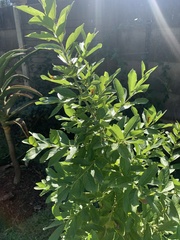 Combretum celastroides