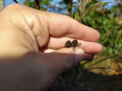 Esterhazya splendida