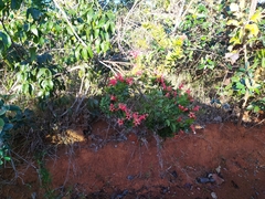 Esterhazya splendida