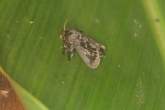 Euclea bidiscalis