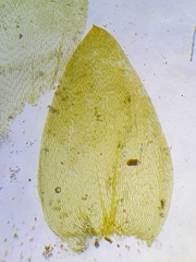 Plagiothecium nemorale