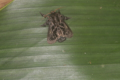 Euclea bidiscalis