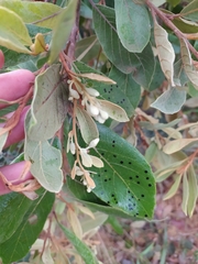 Styrax ferrugineus