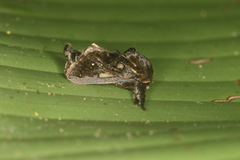 Euclea bidiscalis