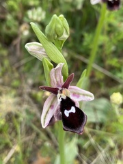 Ophrys reinholdii