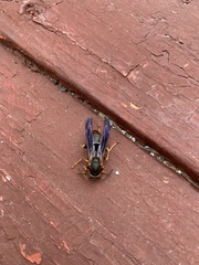 Polistes parametricus
