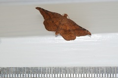 Morova subfasciata