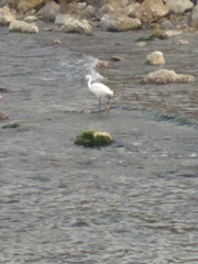 Egretta garzetta