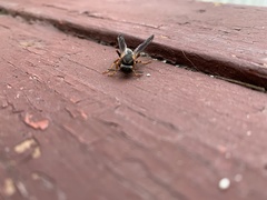 Polistes parametricus