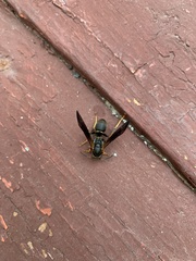 Polistes parametricus