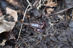 Euscorpius mingrelicus