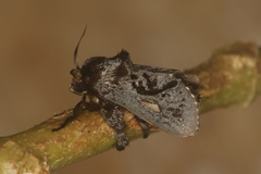Euclea bidiscalis