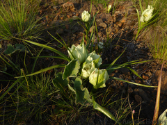 Colchicum striatum