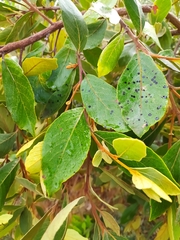 Styrax ferrugineus