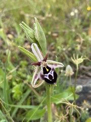 Ophrys reinholdii