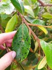 Styrax ferrugineus