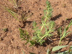 Afrosciadium magalismontanum