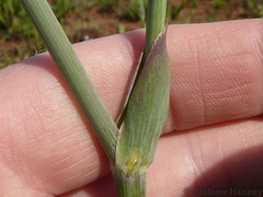 Afrosciadium magalismontanum