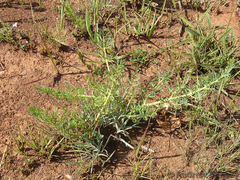 Afrosciadium magalismontanum