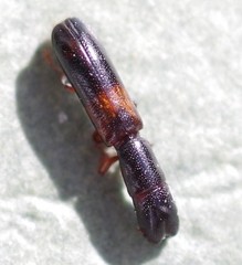 Nemozoma elongatum