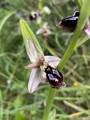 Ophrys reinholdii