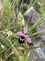Ophrys reinholdii