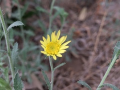 Xanthisma spinulosum