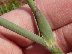 Afrosciadium magalismontanum