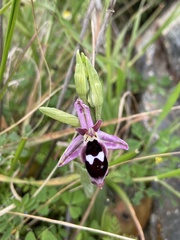 Ophrys reinholdii