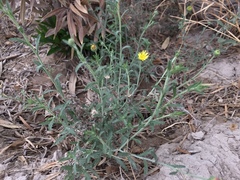 Xanthisma spinulosum