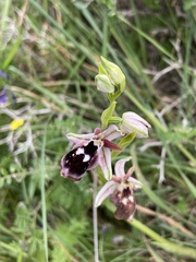 Ophrys reinholdii