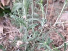 Xanthisma spinulosum