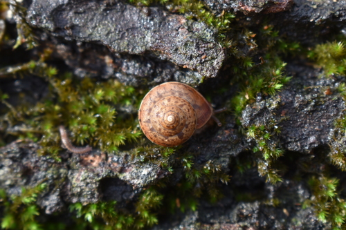 Abchasohela pachnodes