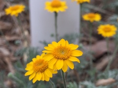 Thymophylla pentachaeta