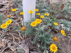 Thymophylla pentachaeta