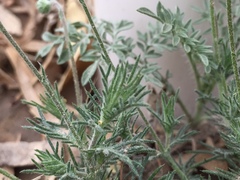 Thymophylla pentachaeta