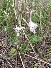 Delphinium carolinianum