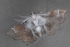 Musotima suffusalis