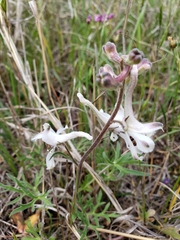 Delphinium carolinianum